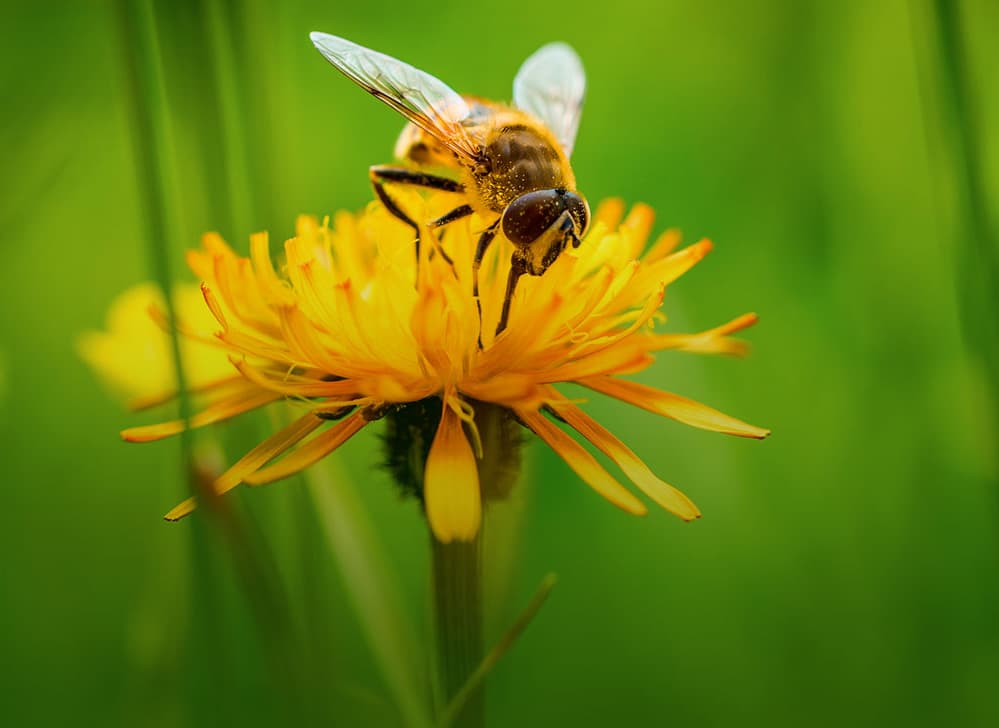 Salva gli impollinatori. Salva la vita.