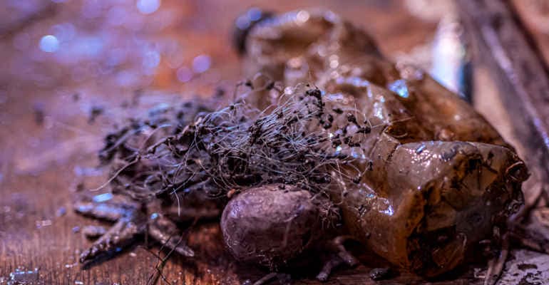 Immagine non disponibile