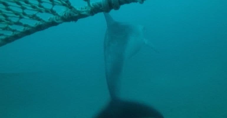 Life Delfi, via al progetto per salvare i delfini senza danneggiare i pescatori