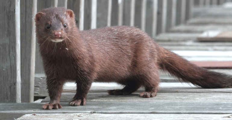 Specie aliene. I nuovi dati