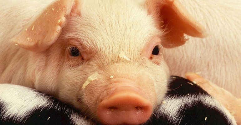 Zootecnia, proposta legge etichettatura secondo metodo di allevamento