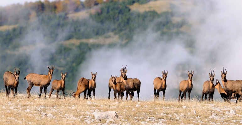 Immagine non disponibile