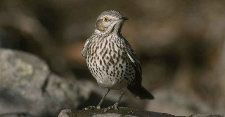 Associazioni: collegato ambientale non sia una occasione persa e metta realmente fine al bracconaggio