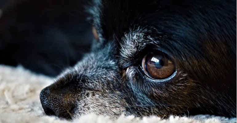 Trecastelli (AN), sequestro allevamento lager con 859 cani