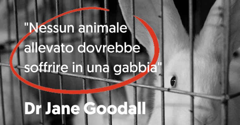 Scienziati chiedono all’UE di porre fine alle gabbie negli allevamenti
