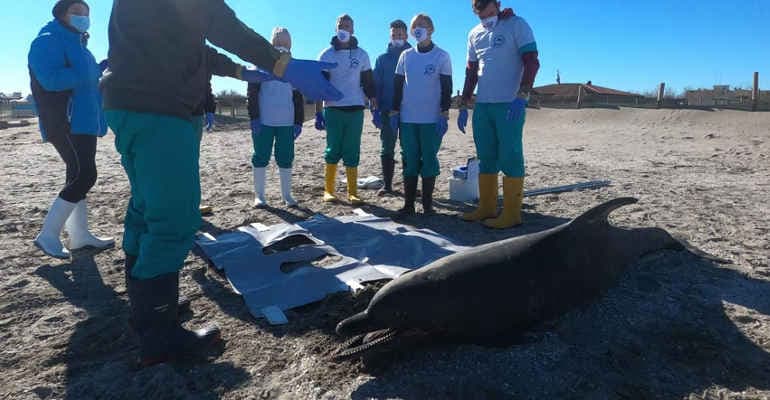 Delfino spiaggiato a Sottomarina (VE)