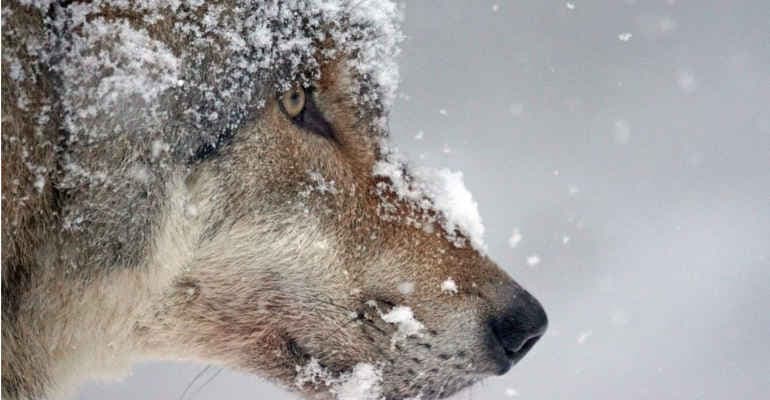 Lupo ucciso in Abruzzo a colpi di arma da fuoco