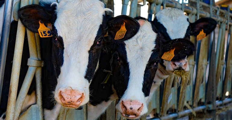 Benessere animale, proposta etichetta su metodo di allevamento vacche da latte Legambiente e CIWF