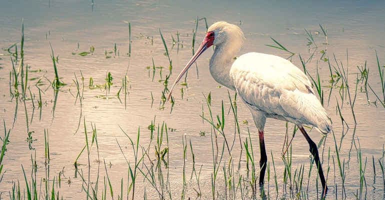 Giornata mondiale delle Zone Umide 2021: “Acqua, zone umide e vita sono inseparabili”