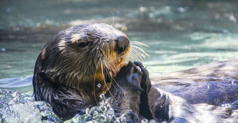 Giornata mondiale fauna selvatica. Il report di Legambiente su alcune specie della Penisola in pericolo