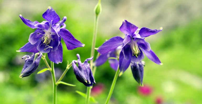 Biodiversità a rischio. Il nuovo report di Legambiente