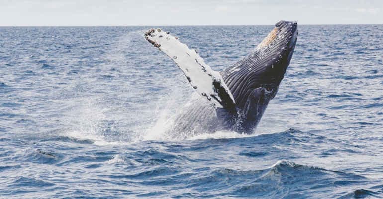 Giornata Mondiale degli Oceani 2021