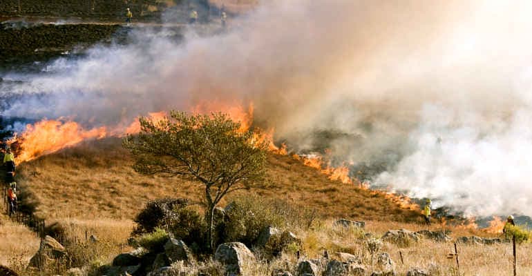Incendi, i nuovi dati Ecomafia e il dossier SISEF
