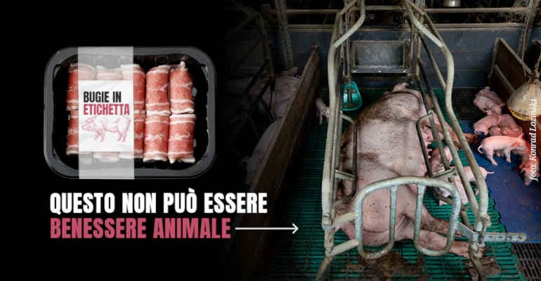 Allevamenti – Etichettatura benessere animale:  nasce la “Coalizione contro le #BugieInEtichetta”