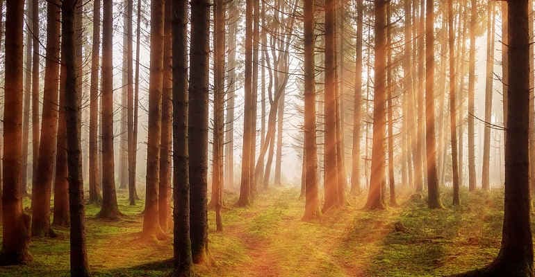 Bioeconomia delle Foreste: lo stato di salute del nostro patrimonio forestale e le proposte per valorizzarlo al IV Forum di Legambiente