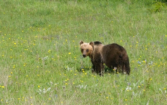 Orso marsicano morto investito sulla Sora Avezzano