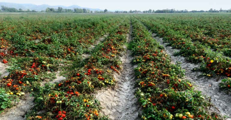 Ecoreati, una bella notizia per il settore agroalimentare