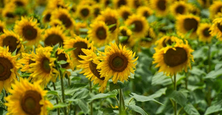 Crisi alimentare: Italia e Europa tolgano subito gli incentivi agli alimenti usati come biocarburanti