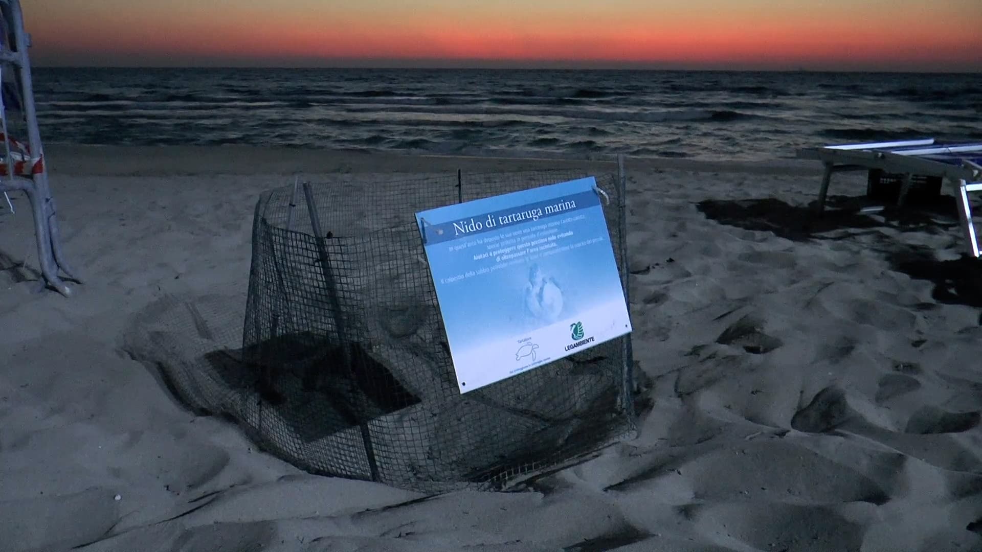 Rinvenuto un nido di Caretta caretta tra i lettini di uno stabilimento balneare, sorvegliato dai volontari Legambiente
