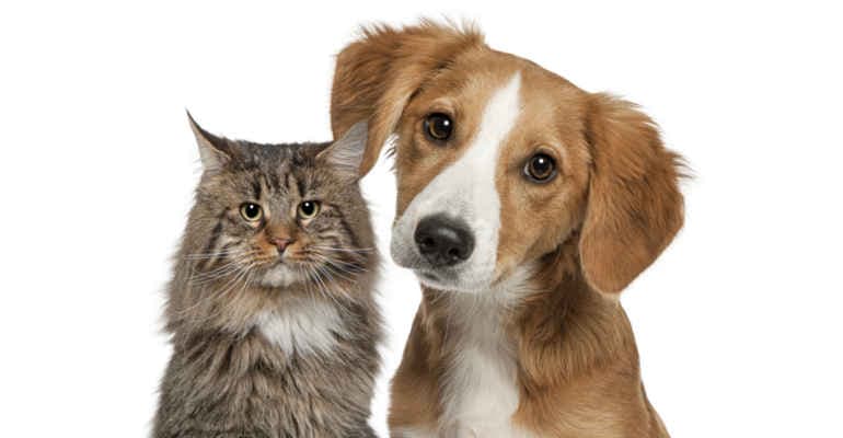 Animali in città, il report di Legambiente