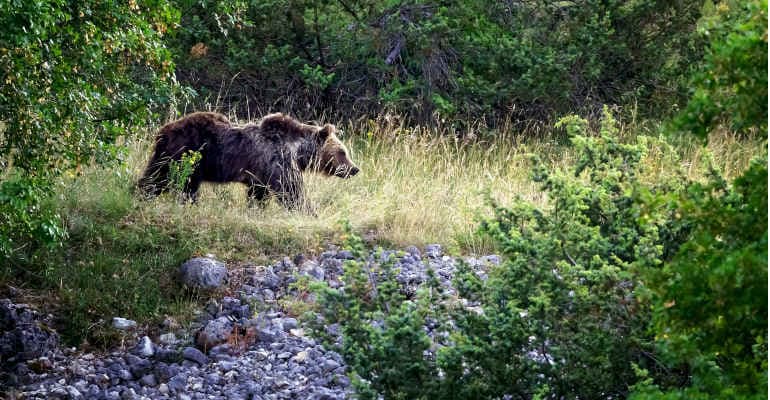 Aggressione orso Trentino: identificato, sarà abbattuto