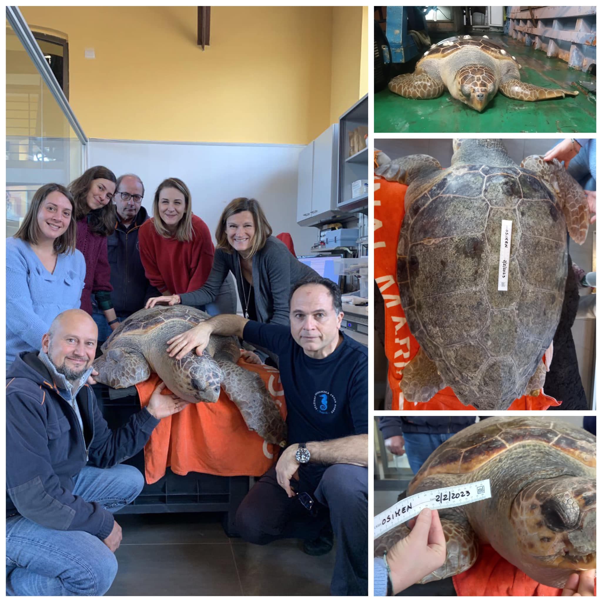 Una tartaruga da record ribattezzata Osimhen