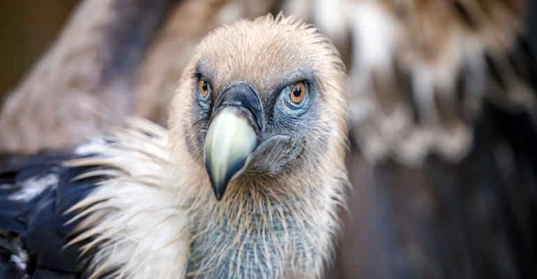 World Wildlife Day, il report di Legambiente sulla fauna selvatica in Italia