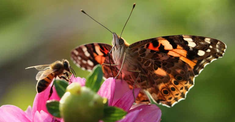 Biodiversità a rischio