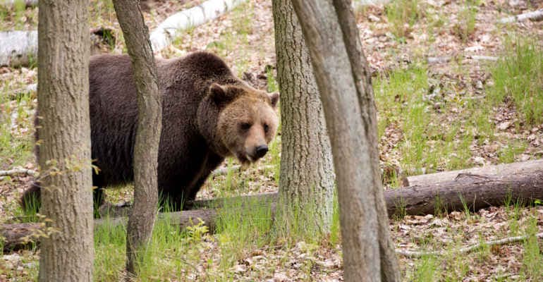 Abbattuto l’orso M91 in Trentino