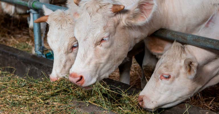 Grandi allevamenti, licenza di inquinare