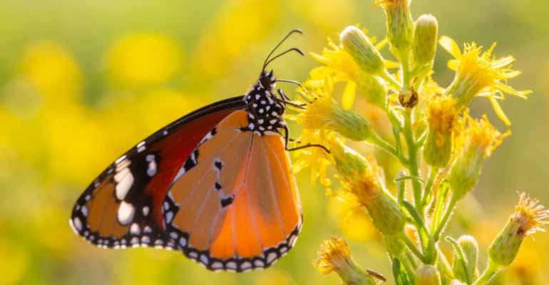 Natura Day: 22-26 maggio 2024