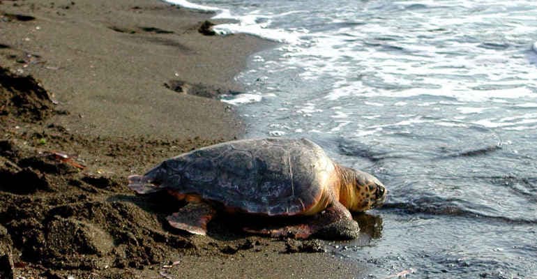 Goletta Verde in Puglia, tappa dedicata alle tartarughe marine