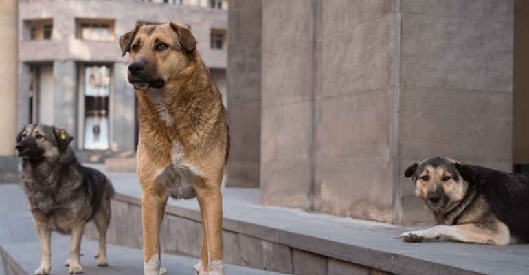 Il nuovo report “Animali in Città”