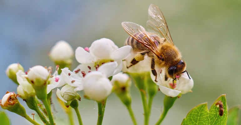 COP 16 sulla biodiversità