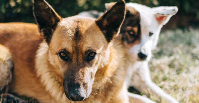 Senato approva DdL per i reati contro gli animali