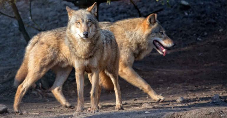 Natura sotto attacco: indebolita la protezione dei lupi 