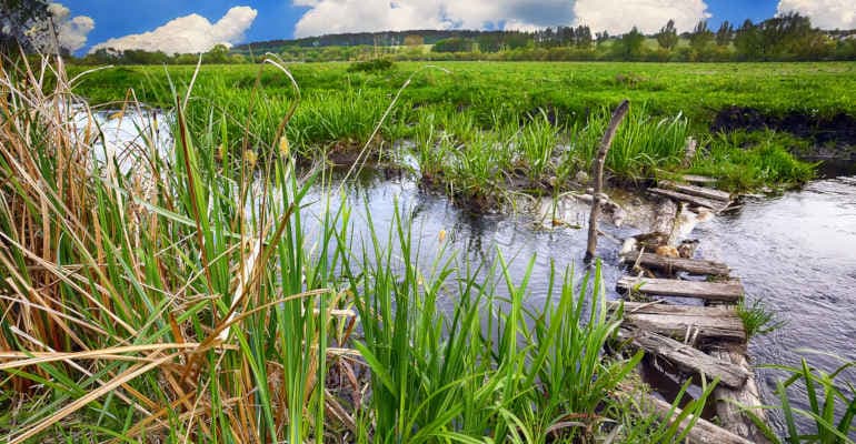 Giornata Mondiale delle Zone Umide: focus “Ecosistemi acquatici 2025”
