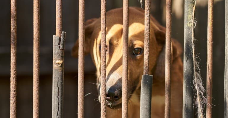 Animali sotto scacco