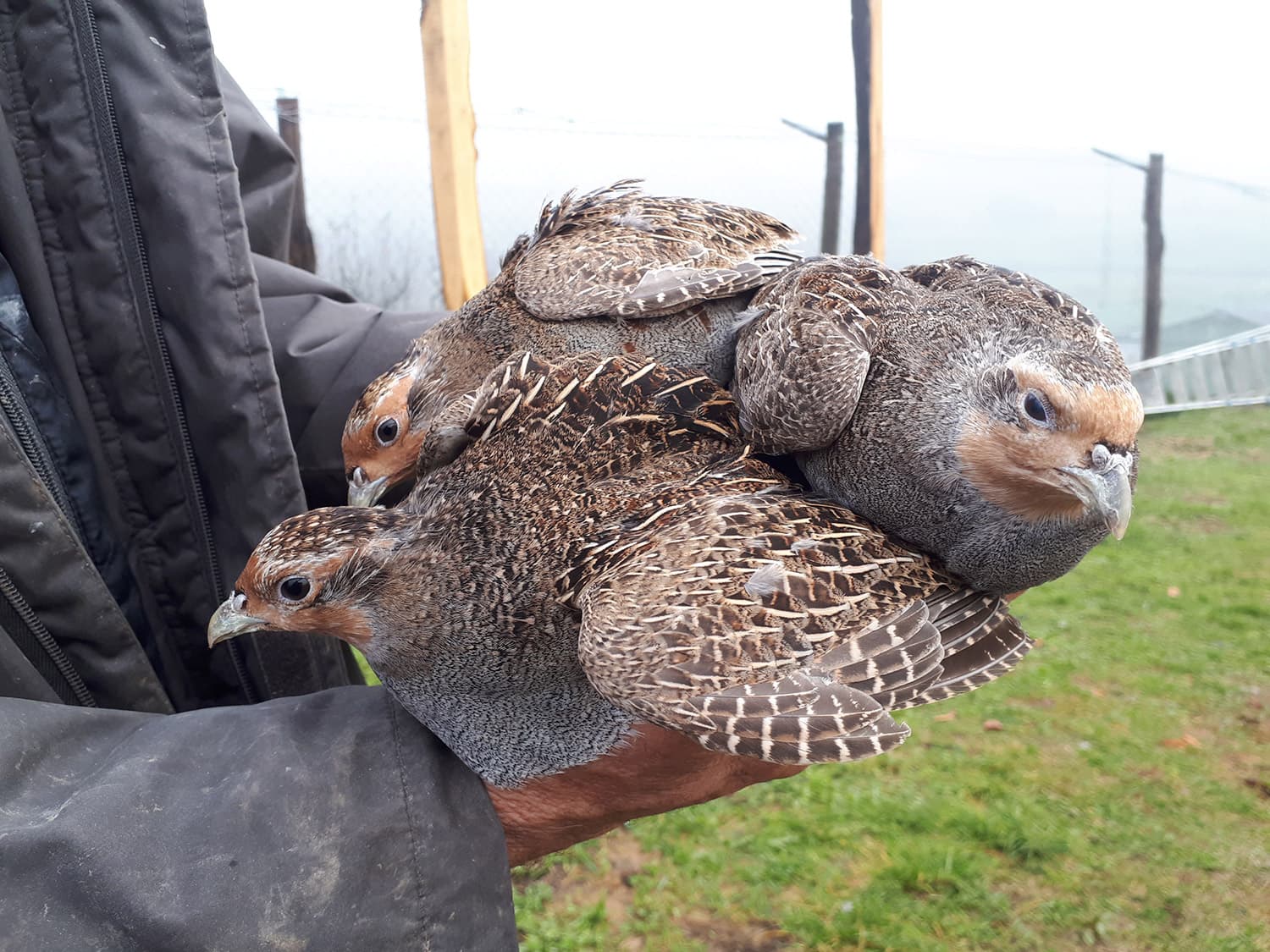 Immagine non disponibile