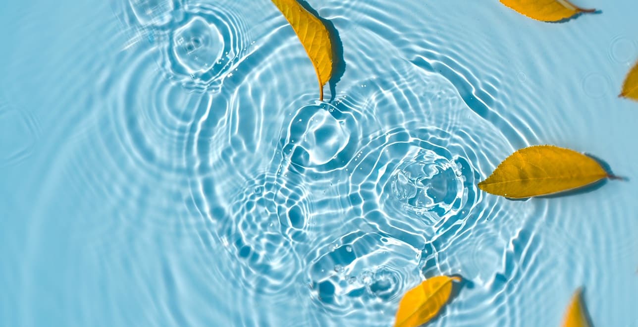 piccole foglie galleggiano su acqua limpida