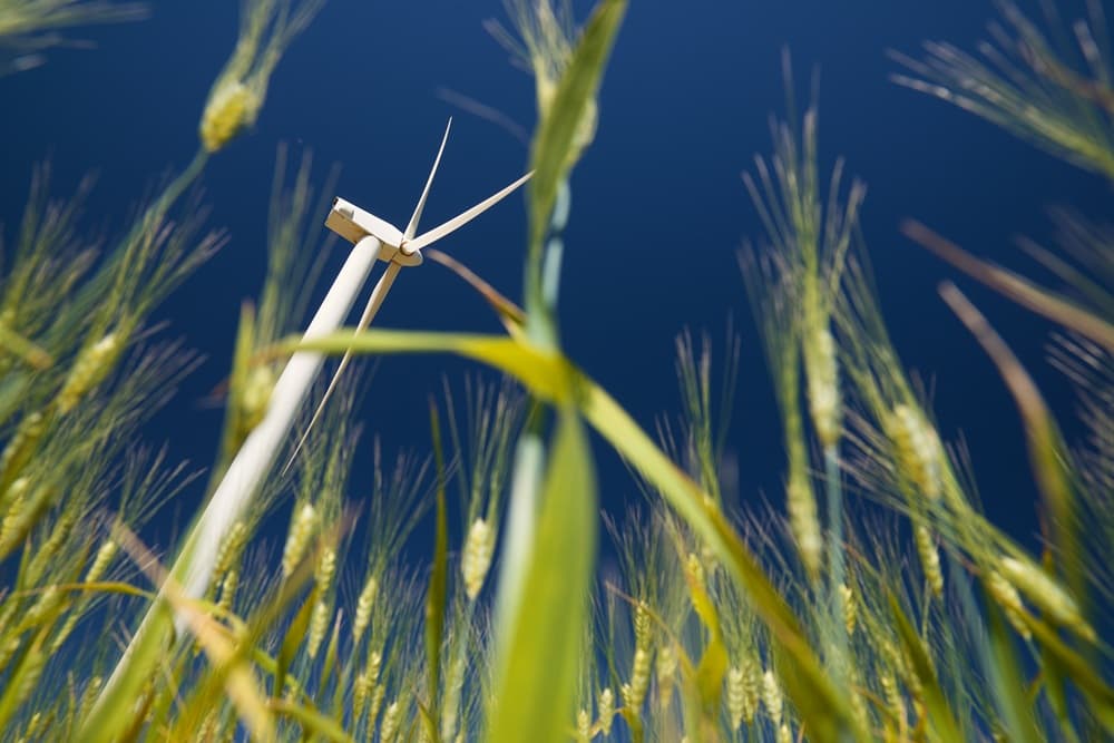 Pala eolica nel verde di un campo