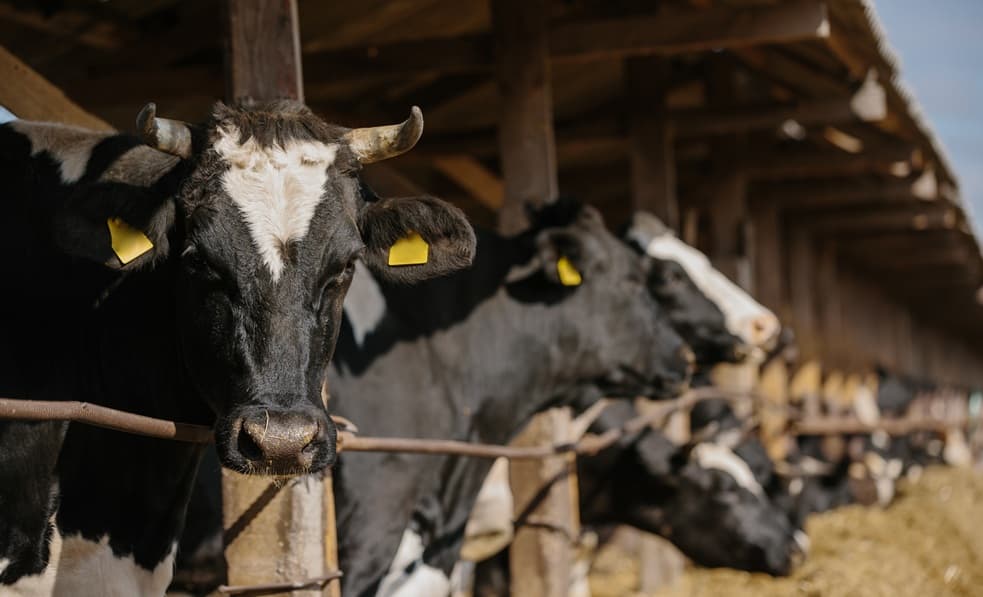 Allevamento bovini: mucche nei recinti sotto una tettoia