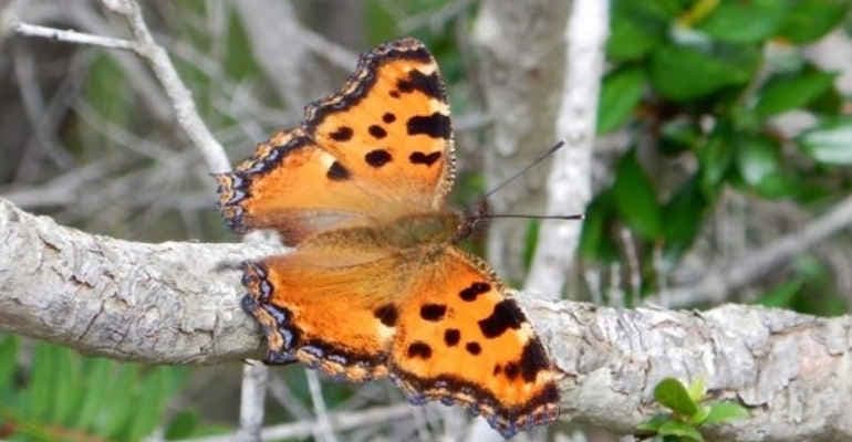 Immagine non disponibile