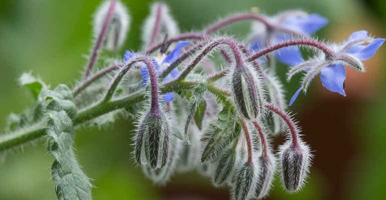 Alla scoperta delle erbe commestibili nei «comunâi di Faedis»