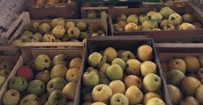 “Le Mele degli Orsi” arrivano a Pettorano sul Gizio