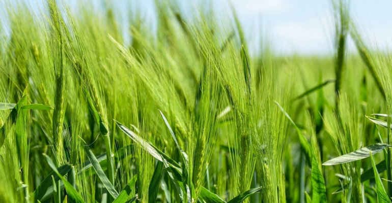 agricoltura