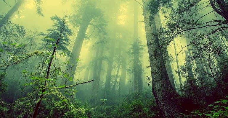 Forum La Bioeconomia delle Foreste. Conservare, ricostruire, rigenerare.