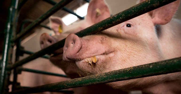 Animali allevati in gabbia, per gli italiani è una crudeltà