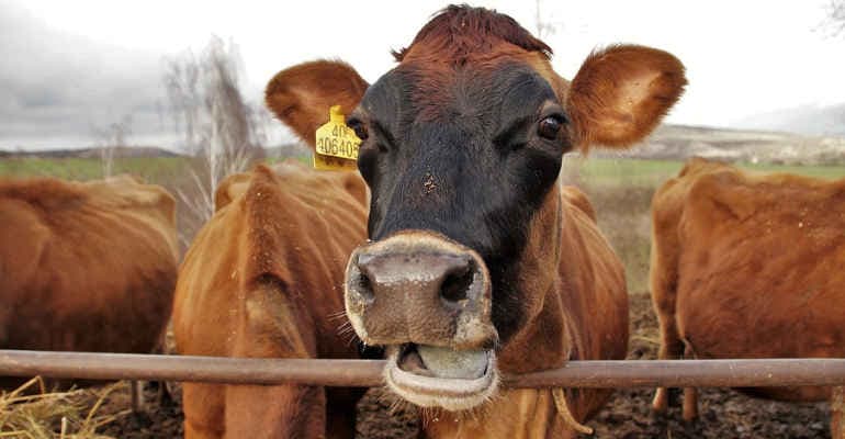 Metodo di allevamento in etichetta, la proposta di Legambiente e CIWF Italia