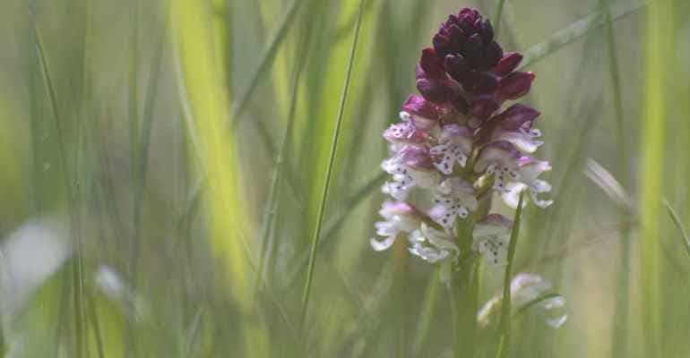Fiori appenninici, bellezza in posa